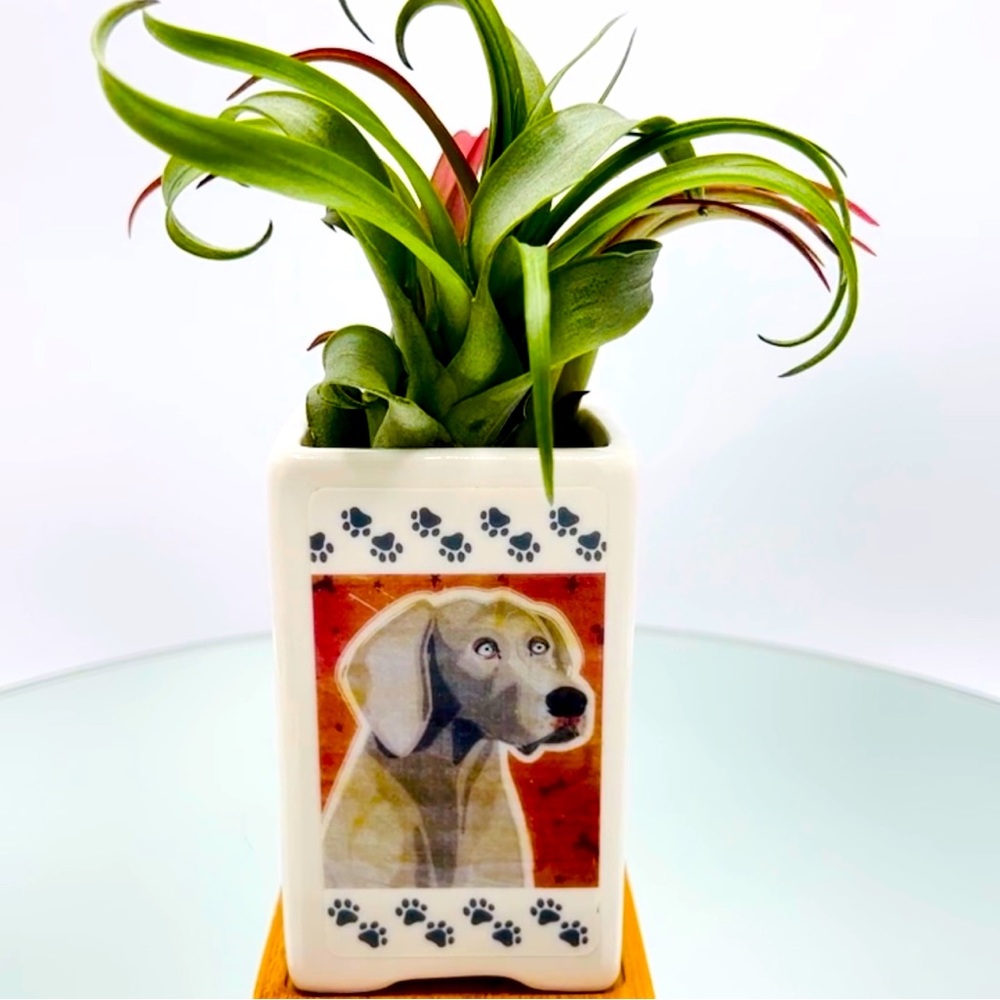 WEIMARANER DOG Art Hand Crafted Home Decor Planter Office Organizers Prt Gifts